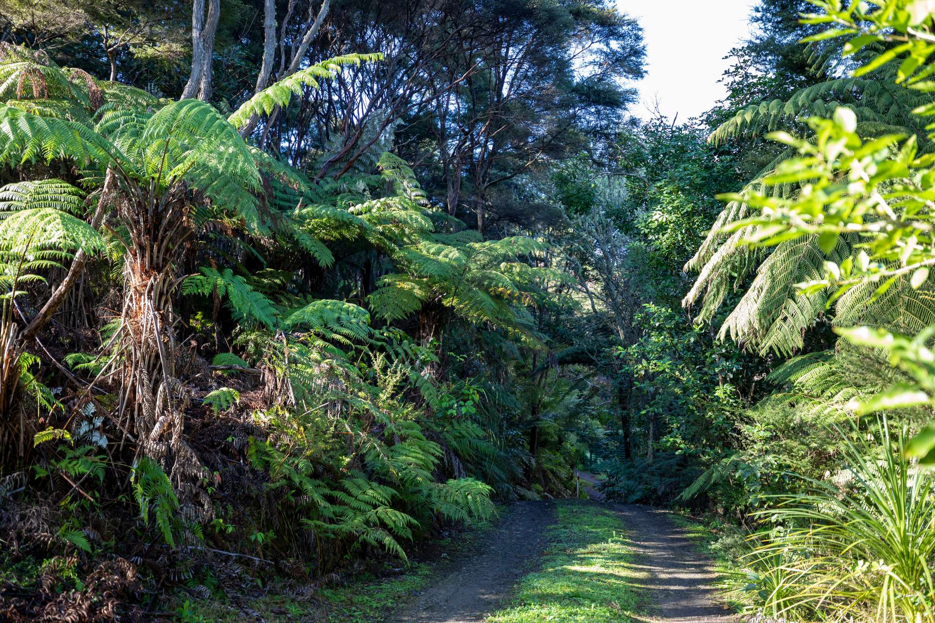 Coromandel Bush Section Hideaway! Arizto