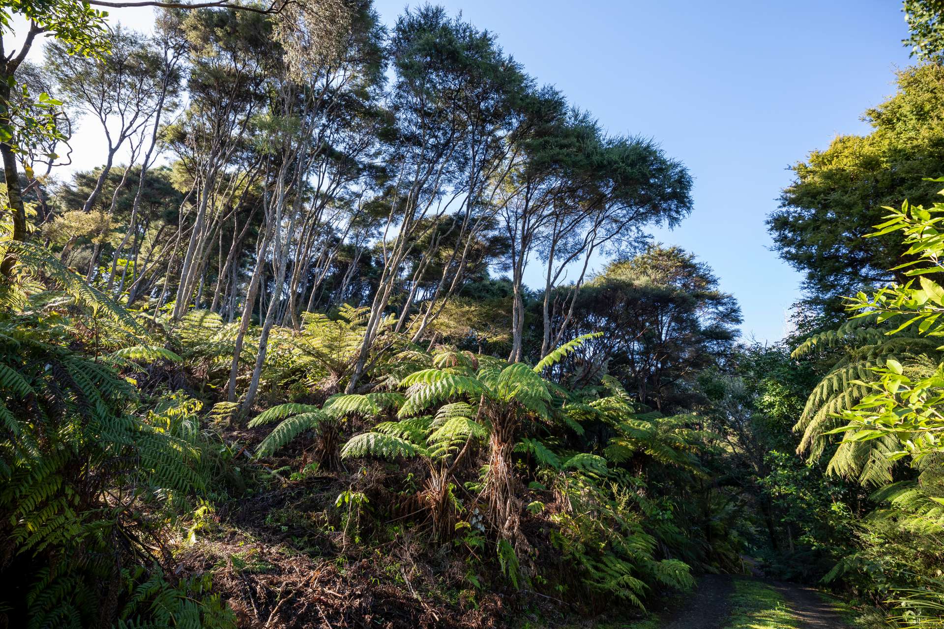 Coromandel Bush Section Hideaway! Arizto