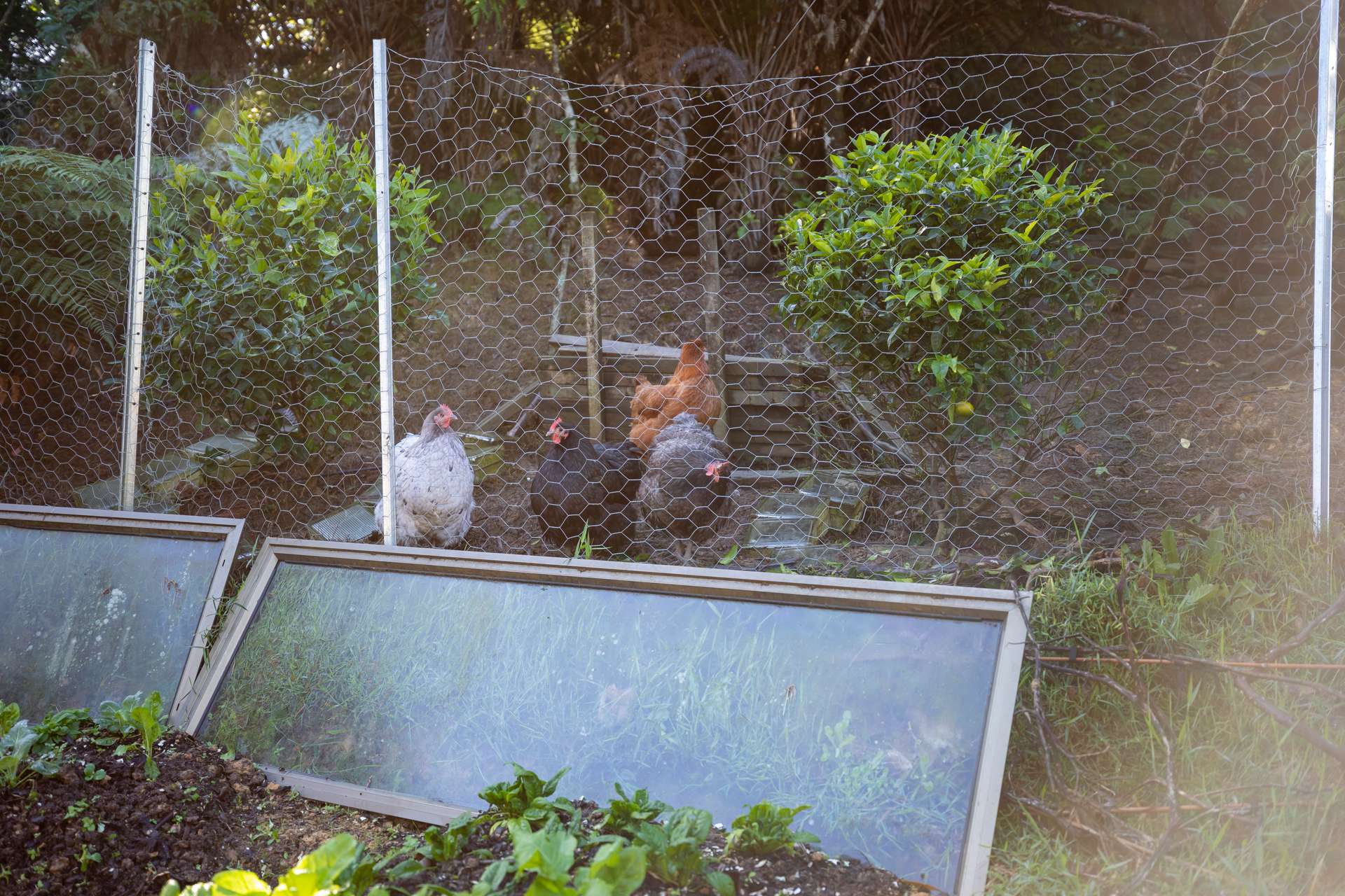 Coromandel Bush Section Hideaway! Arizto